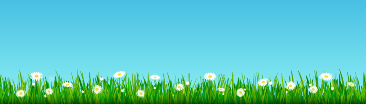 Spring border with daisy in green grass. Summer garden background with green meadow with chamomiles on blue sky background. Landscape of lawn with grass and white flowers, vector illustration