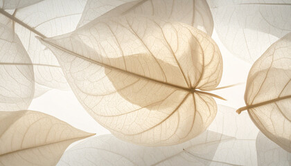 Ethereal texture of skeletonized white leaves on a light background