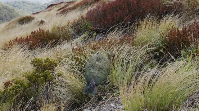 A kea stands atop a mountain peak, surveying the alpine landscape and capturing a striking moment of wildlife against vast, rugged high-country terrain.