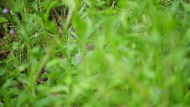 European hamster foraging, barely visible behind green plants