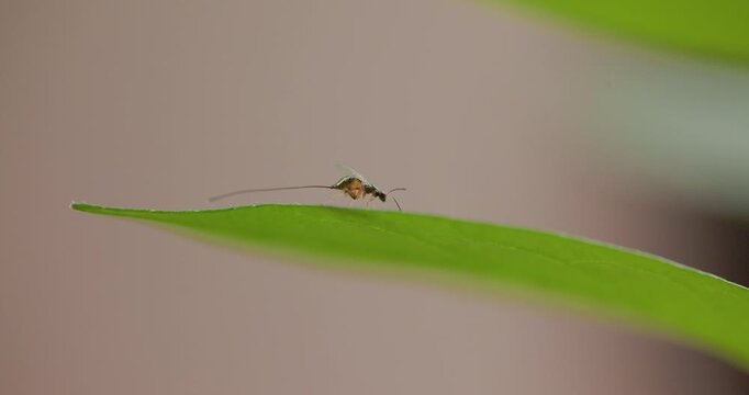 Tiny Metallic parasitic wasp cleans its body and long ovipositor on a sunlit leaf at sunrise; macro