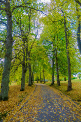 Beatiful, yellow trees at autumn