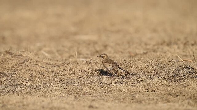 Open grassland environment frames long billed pipit moving steadily through dry vegetation