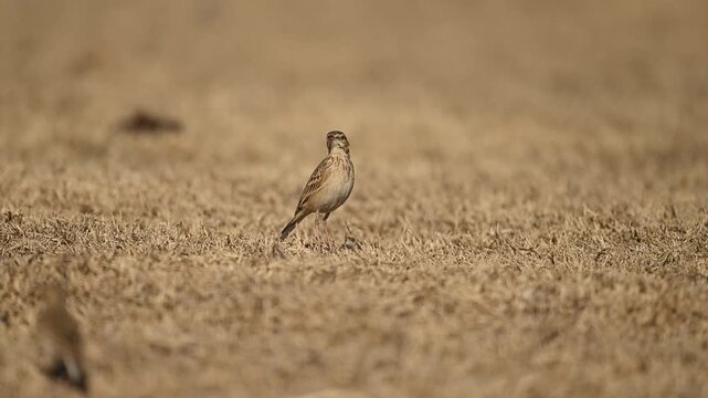 Dry grassy habitat supports long billed pipit foraging without disturbance
