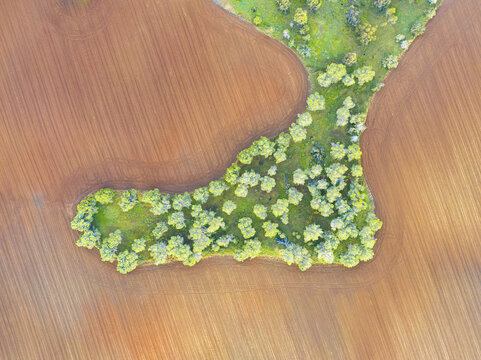 Aerial view of an oasis of green trees standing out against the backdrop of the arid, textured earth, Kibbutz Ruhama, South District, Israel.