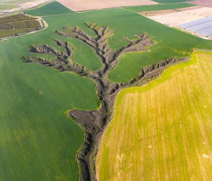 Aerial view of a striking contrast where arid, tree-like ravine carves through vibrant green and golden fields near Kibbutz Ruhama, Kibbutz Ruhama, South District, Israel.