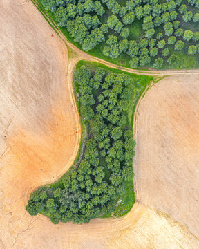 Aerial view of vibrant green trees contrasting against the arid landscape, creating a mesmerizing pattern from above, Kibbutz Ruhama, South District, Israel.
