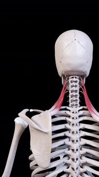 Levator Scapulae Muscle Movement Back View Vertical Video