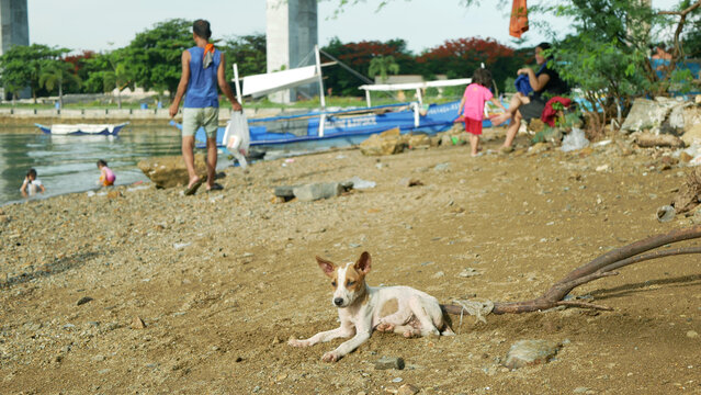 Filipino cute dog or puppies animals Canus lupus rabies familiaris aspin asong pinoy Philippines small stray homeless domestic resting sitting observing on beach pebbles or stones. Kids enjoying