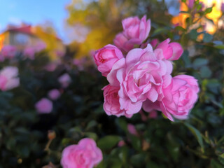 Różowe kwiaty róży (Rosa spp.) rozkwitły na miejskim kwietniku. Żywe płatki otoczone są soczyście zielonymi liśćmi, na tle rozmytego miejskiego krajobrazu z widocznymi w oddali budynkami.  © Grzegorz