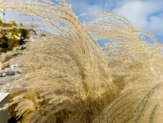 Suche wiechy traw ozdobnych (miskant) na tle błękitnego nieba jesienią, w pogodny dzień, na tle intensywnie błękitnego nieba. Scena ukazuje delikatne, przypominające pióropusze struktury traw. © Grzegorz