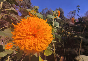 Dekoracyjny słonecznik z kwiatostanem przypominającym pompon zakwitł w miejskim ogrodzie. Kwiat charakteryzuje się gęsto upakowanymi, wydłużonymi płatkami, tworzącymi kulisty kształt.  © Grzegorz