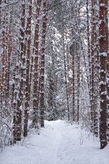 Fototapeta premium A winter pine forest. A narrow, well-trodden path in the snowdrift, surrounded by magnificent snow-covered trees.