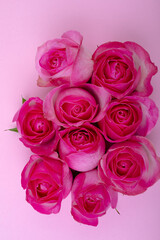 Close-up of fresh pink roses isolated on colored background, copy space