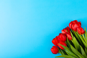 Overhead view of fresh red roses isolated on blue background, copy space