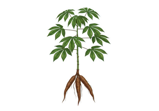 Illustration of a cassava plant with roots featuring a transparent background