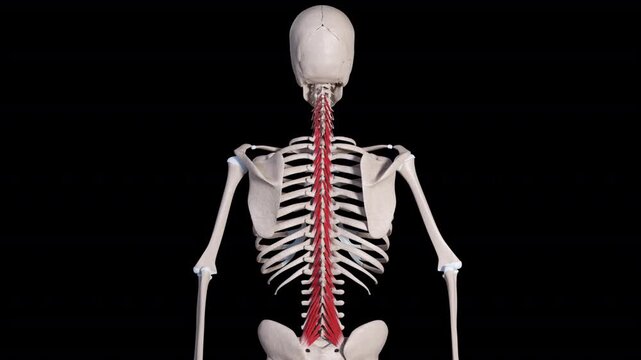 Multifidus Muscle Movement Back View
