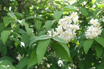 Fototapeta premium White flowers in the leafage of deutzia crenata