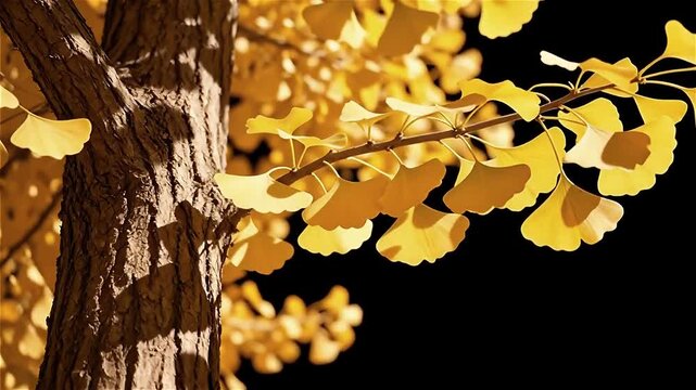 Close-up view of vibrant yellow ginkgo leaves against a dark background, highlighting intricate leaf shapes and textures in autumn