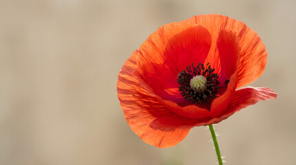Fototapeta premium Red poppy flower isolated with copy space