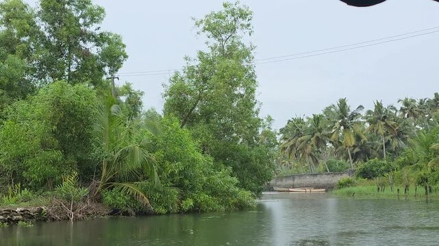 Lush green landscape with palm trees and calm water in Mannar
