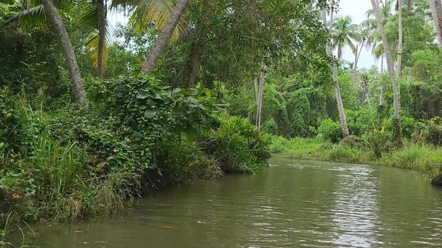 Lush green riverbank in Mannar, Kerala