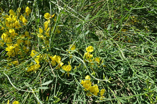 Branches of Spartium junceum with yellow flowers in mid June