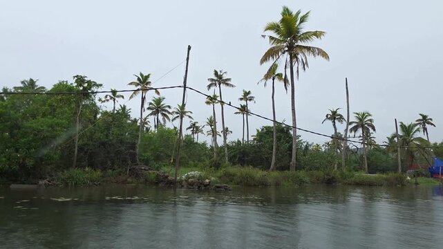 Scenic view of palm trees and water in Mannar, Kerala