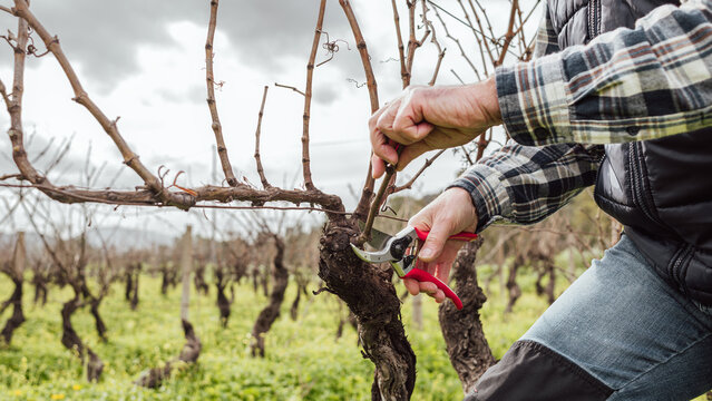 Close-up of the hands of the winemaker pruning the vineyard with professional steel scissors. Traditional agriculture. Winter pruning, Guyot method.