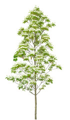 ジョウリョクヤマボウシ　6月撮影