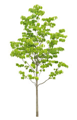 ハナミズキ　6月撮影　樹高240cm