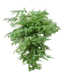 ミモザ　8月撮影　樹高230cm