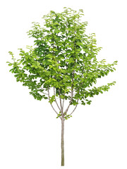 コブシ　6月撮影　樹高4m