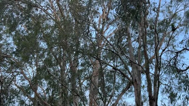 Vertical view of a cemetery cross framed against the sky as flying fox bats circle and roost above, their winged silhouettes creating a haunting dusk atmosphere.