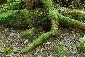Moss and ferns growing on rotting logs, trees and rocks at Mount Field National Park, Tasmania, Australia