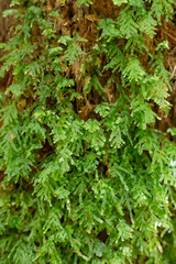 Moss and ferns growing on rotting logs, trees and rocks at Mount Field National Park, Tasmania, Australia