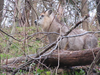 ニホンカモシカ