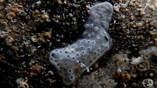 Encrusting tunicate Trididemnum cereum close-up undersea, Ligurian Sea, Italy, Imperia