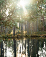 Sunrise light through forest reflected in calm lake