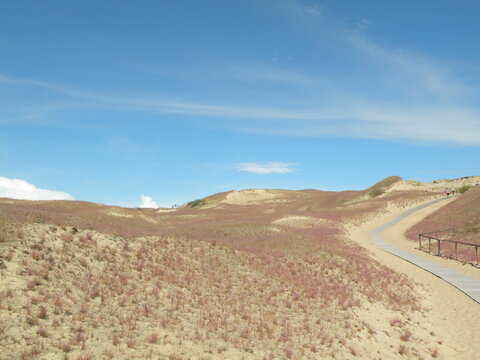 Wooden Boardwalk Trail through Sand Dunes