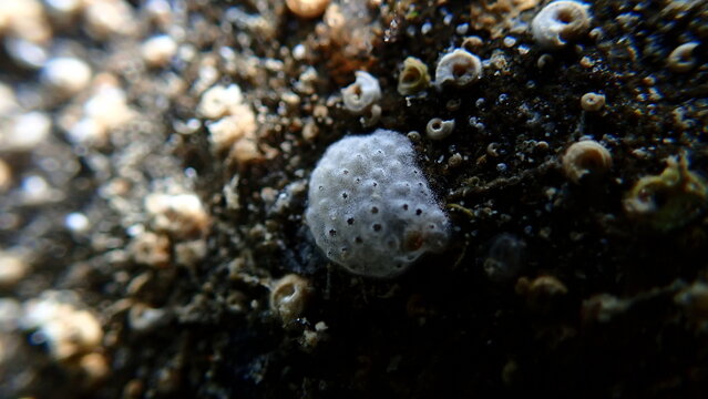 Encrusting tunicate Trididemnum cereum close-up undersea, Ligurian Sea, Italy, Imperia