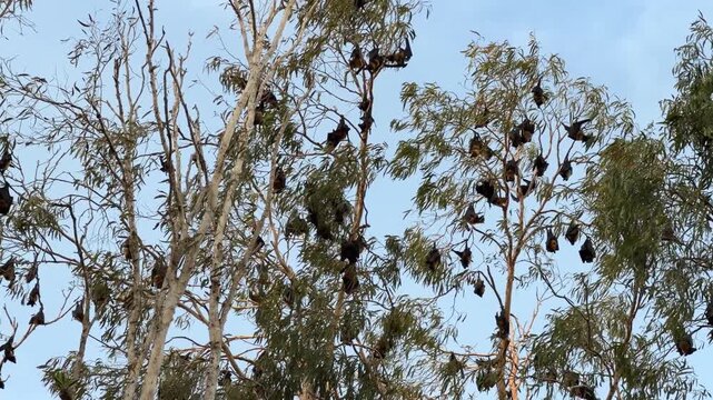 Flying fox bats gather in a eucalyptus tree just before nightfall, calling and settling together in their roost. Natural group behavior filmed in Cairns, Queensland, Australia.