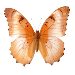 Naklejka premium PNG Real Pressed color butterfly invertebrate chandelier animal.