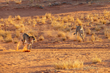 Two cheetahs running in the Kalahari desert, Namibia, Africa © Delphotostock