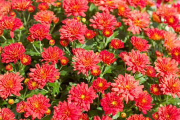 Full frame of bouquet of blooming red chrysanthemums
