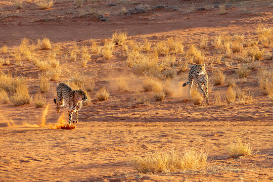 Two cheetahs running in the Kalahari desert, Namibia, Africa