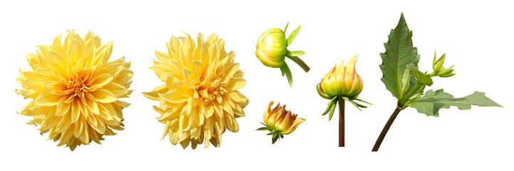Set of yellow dahlia flower and green leaves isolated on white background