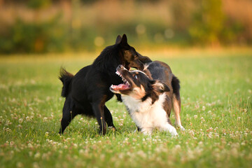 Two dogs play fighting and interacting energetically on a grassy meadow during outdoor play session. Dynamic moment capturing natural canine behavior, excitement, and social play in warm sunset light.