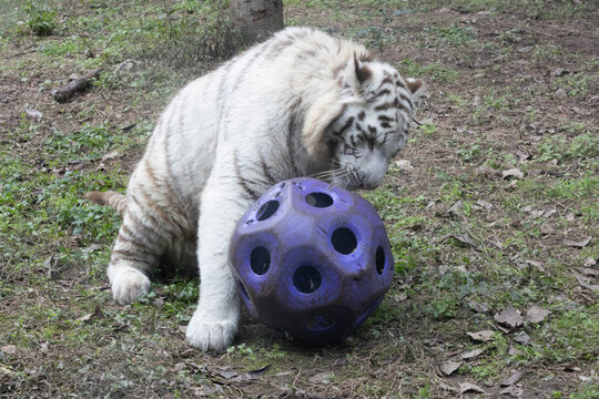 White Tiger at Play with Enrichment Ball, White Tiger (Panthera tigris, leucistic)