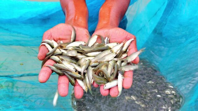 lots of fish seed rearing by fish farmer for sale HD